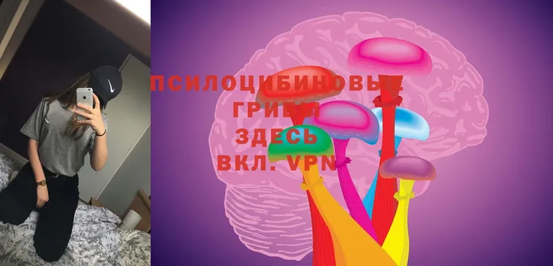 Галлюциногенные грибы Psilocybe  Голицыно 